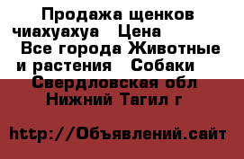 Продажа щенков чиахуахуа › Цена ­ 12 000 - Все города Животные и растения » Собаки   . Свердловская обл.,Нижний Тагил г.